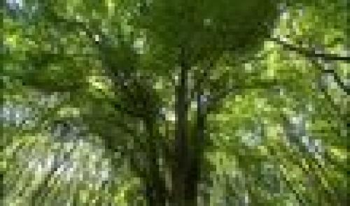 Promenades : arbres insolites